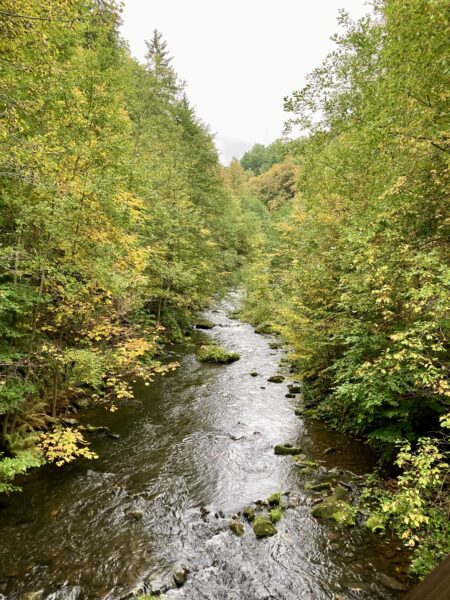 Ein klarer Fluss fließt durch einen dichten Wald aus grünen und gelbblättrigen Bäumen. Im Wasser liegen moosbewachsene Felsen verstreut, und der bedeckte Himmel ist teilweise sichtbar. Die Szenerie erinnert an den frühen Herbst in einer friedlichen, natürlichen Umgebung.