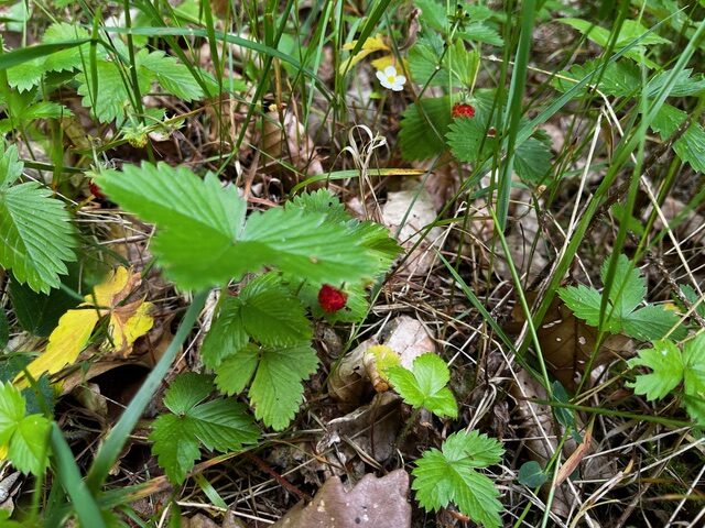 Walderdbeeren wachsen zwischen grünen Blättern und Gras auf dem Waldboden. Man sieht kleine rote Beeren und weiße Blüten. Einige Blätter sind gelb oder braun, und auf dem Boden liegen hier und da trockene Zweige und abgefallene Blätter verstreut.
